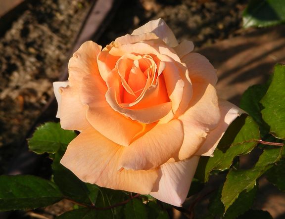 Sisters at Heart photo sah2012_05230085_zpsf37ba55c.jpg